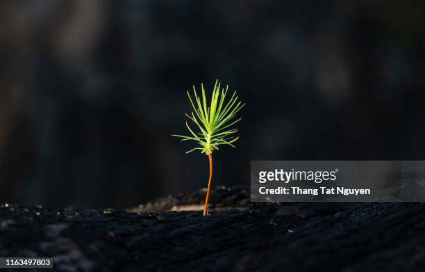 baby pine tree on stump - jong boompje stockfoto's en -beelden