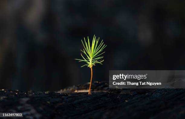 baby pine tree on stump - tree stump bildbanksfoton och bilder