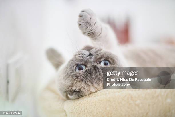 scottish fold playing - scratching post stock pictures, royalty-free photos & images