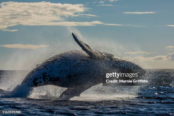 humpback whale breaching - whale jumping stock pictures, royalty-free photos & images