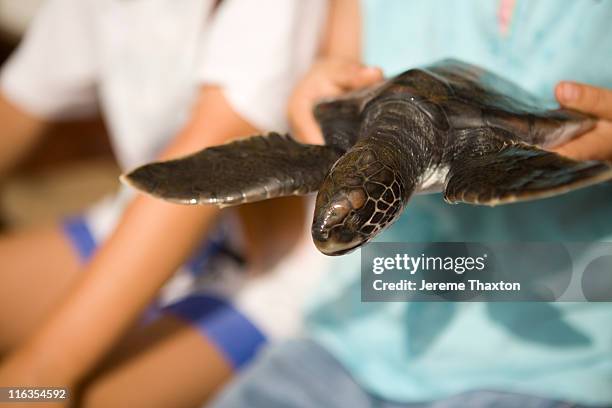 baby hawksbill turtle after being rescued. - hawksbill turtle stock pictures, royalty-free photos & images