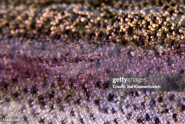 scales of rainbow trout - fish scale pattern fotografías e imágenes de stock