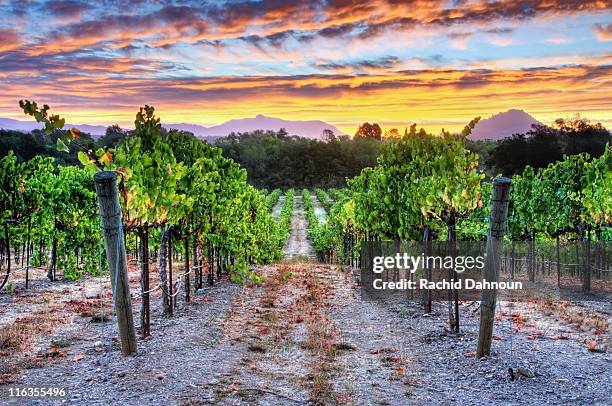 a beautiful sunrise over a vineyard in the dry creek wine country, ca. - california vineyard stock pictures, royalty-free photos & images