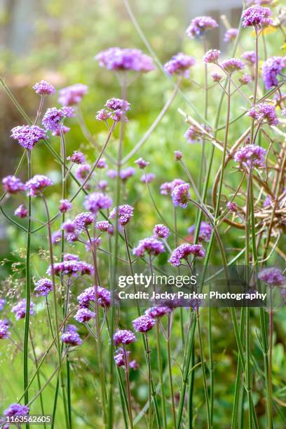 close-up image of the beautiful summer flowering purple flowers of verbena bonariensis also known as purpletop" and "south american vervain" - eisenkraut stock-fotos und bilder