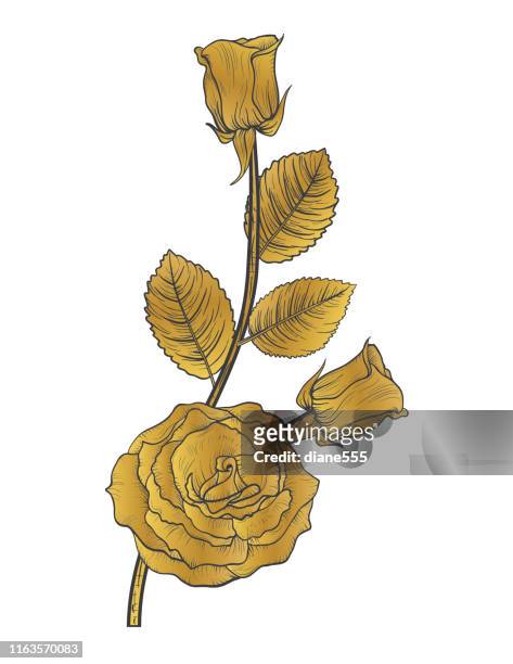 ilustrações de stock, clip art, desenhos animados e ícones de botanical drawing of a rose in gold and black - rose gold