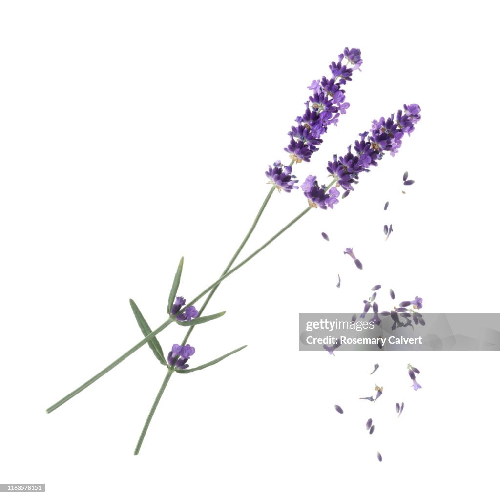 Lavender flowers with falling florets on white.