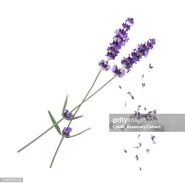 lavender flowers with falling florets on white. - lavendelfeld stock-fotos und bilder
