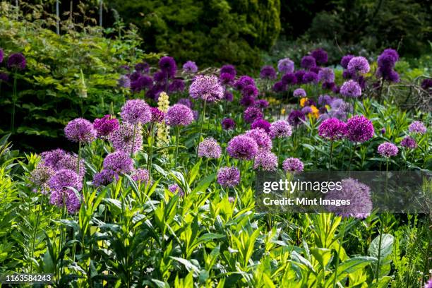 close up of bed pink and purple alliums with lush green foliage. - allium stock pictures, royalty-free photos & images