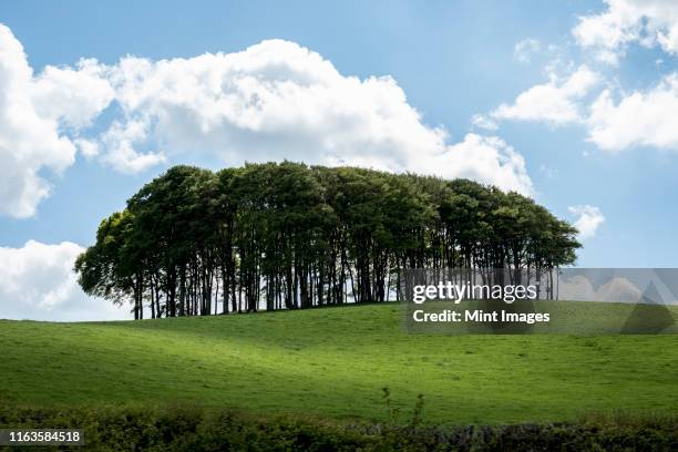 landscape with beech tree copse on a hilly field under a cloudy sky. - slyskog bildbanksfoton och bilder