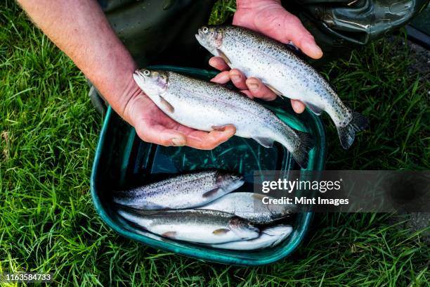 high angle close up of person holding freshly caught trout at a fish farm raising trout. - trout stock pictures, royalty-free photos & images