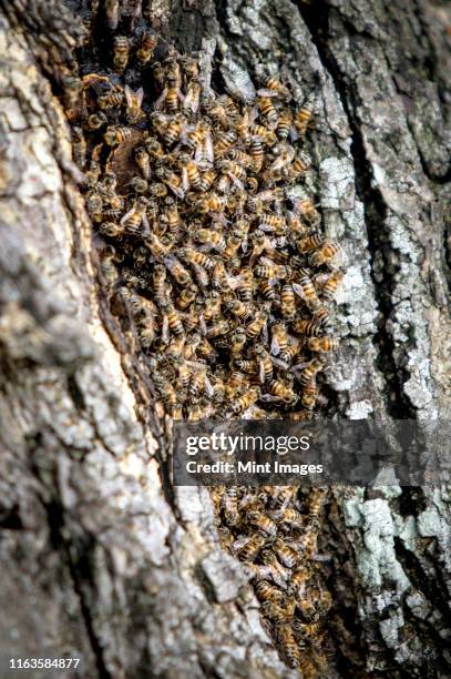 Capensis Bee Apis Mellifera Capensis Photos and Premium High Res Pictures - Getty Images