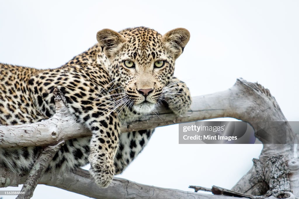 A leopard, Panthera pardus, lies on dead branches, paws draped over branches, direct gaze, white background.