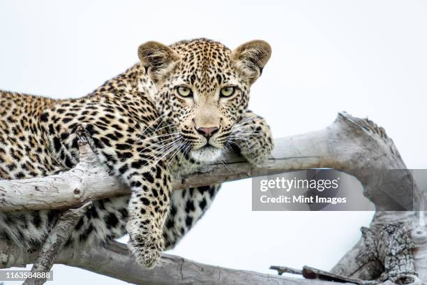 a leopard, panthera pardus, lies on dead branches, paws draped over branches, direct gaze, white background. - leopard cub stock pictures, royalty-free photos & images