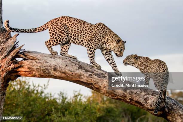 a mother leopard, panthera pardus, walks down a dead log to its cub, paw in the air. looking out of frame. - anther stock-fotos und bilder