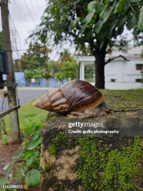 african snail - caracol gigante africano fotografías e imágenes de stock