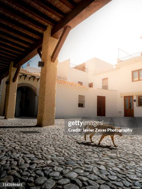 stray cat at the street in the old town of frigiliana - frigiliana stock pictures, royalty-free photos & images