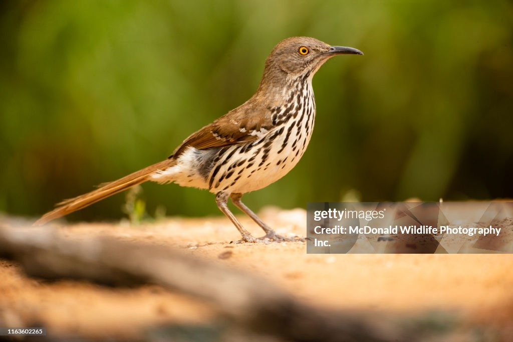 Long-billed thrasher