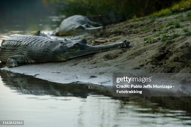 gavial en orilla de río rapti - chitwan - fotografias e filmes do acervo