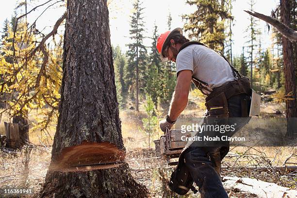 usa, montana, lakeside, lumberjack felling tree - tagliaboschi foto e immagini stock