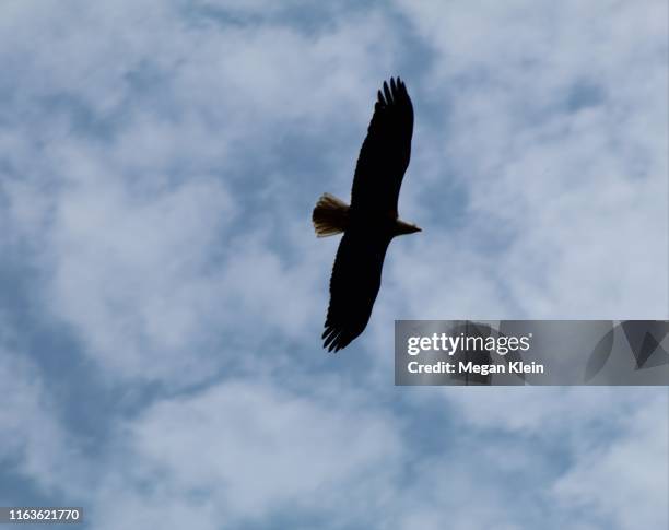 Bald Eagle State Park Fotografias E Filmes Do Acervo Getty Images bald-eagle-state-park-fotografias-e-filmes-do-acervo-getty-images