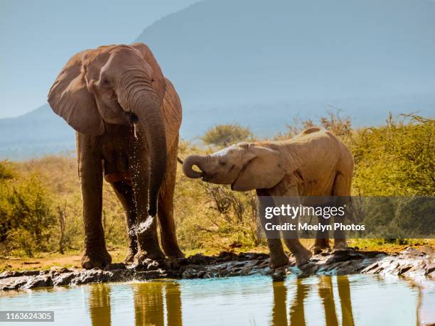 elephant fun at the water hole - madikwe - wildschutzgebiet madikwe stock-fotos und bilder