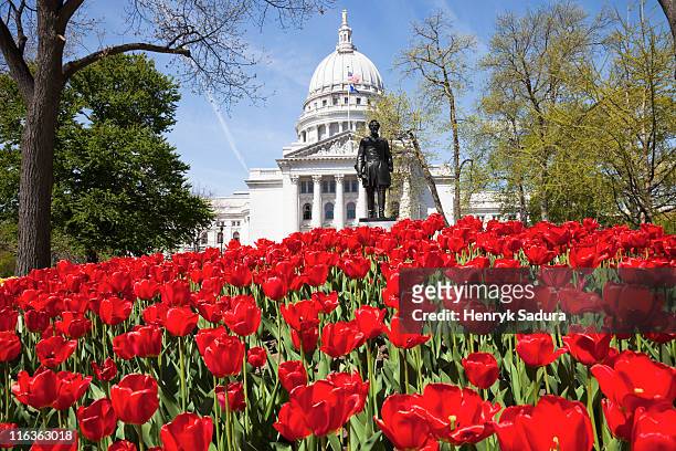 usa, wisconsin, madison, state capitol building, red tulips in foreground - madison wisconsin fotografías e imágenes de stock