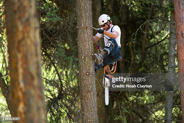 usa, montana, lakeside, lumberjack clambering tree - tagliaboschi foto e immagini stock