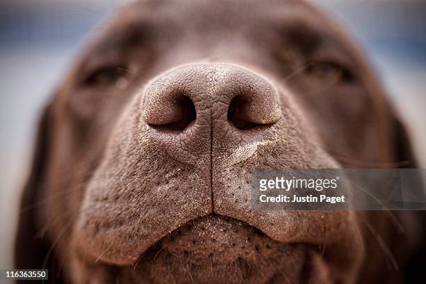 spain, costa blanca, chocolate labrador's nose - animal nose 個照片及圖片檔