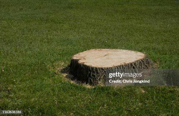 sawed off tree stump in grass - ceppo foto e immagini stock