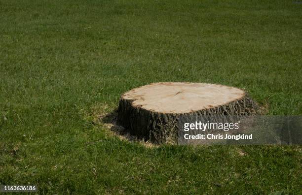 sawed off tree stump in grass - cepo - fotografias e filmes do acervo