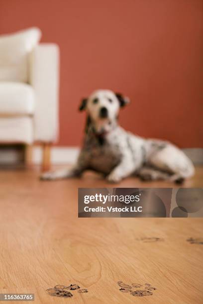 usa, illinois, metamora, close-up of floor with dog's footprints, dalmation dog lying in background - huellas de perro fotografías e imágenes de stock