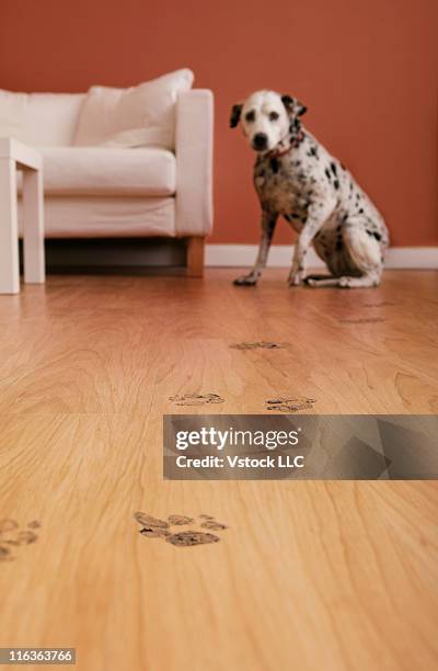 usa, illinois, metamora, close-up of floor with dog's footprints, dalmation dog lying in background - dalmatian bildbanksfoton och bilder