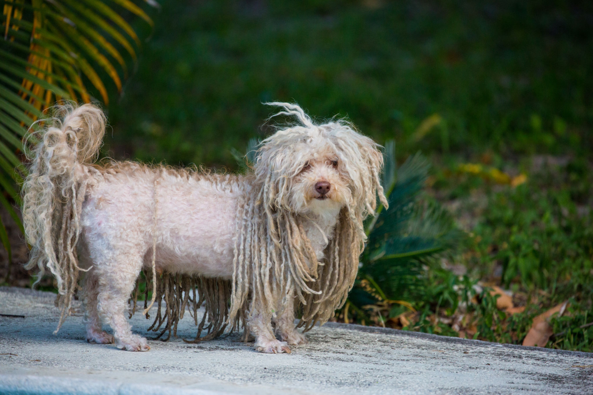 Dog With Dreads Hungarian Puli Underside Dog With Dreads Hungarian Puli Underside