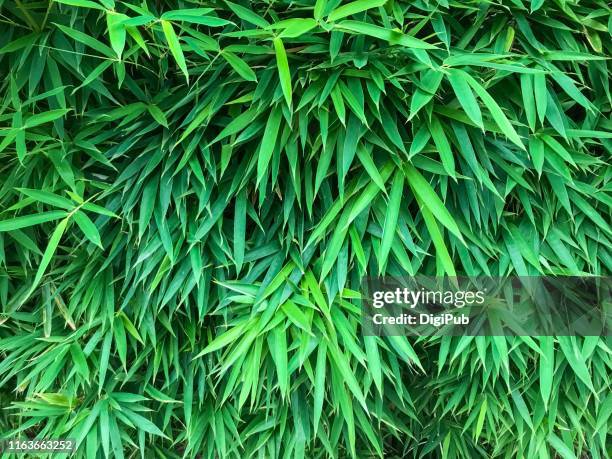 bamboo leaves - bamboo plant stockfoto's en -beelden