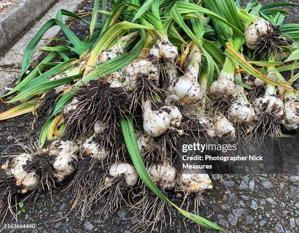 harvest day organic elephant garlic home grown - garlic stock pictures, royalty-free photos & images