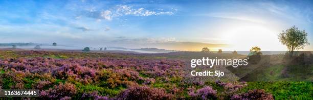 bloeiende heide planten in heidelandschap tijdens zonsopgang in de zomer - hollands landschap stockfoto's en -beelden