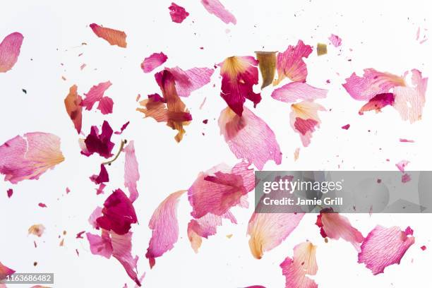 broken pink petals - petal 個照片及圖片檔