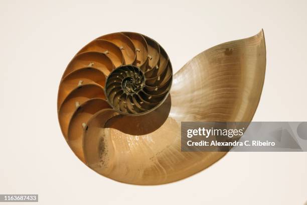 bisected nautilus shell - fibonacci stock pictures, royalty-free photos & images