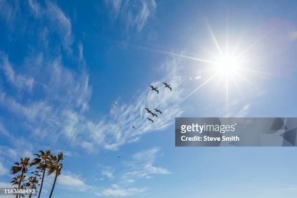 pelicans flying under sunshine - flock of birds stock pictures, royalty-free photos & images