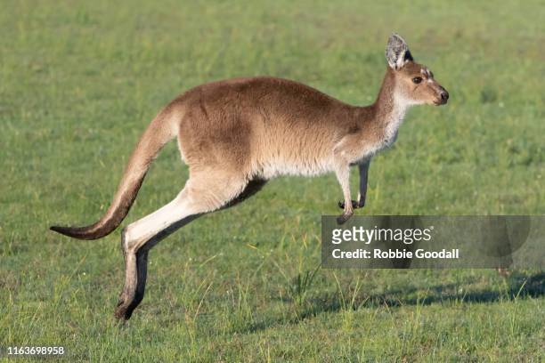 jumping western grey kangaroo (macropus fuliginosus) - kangaroo jump stock pictures, royalty-free photos & images