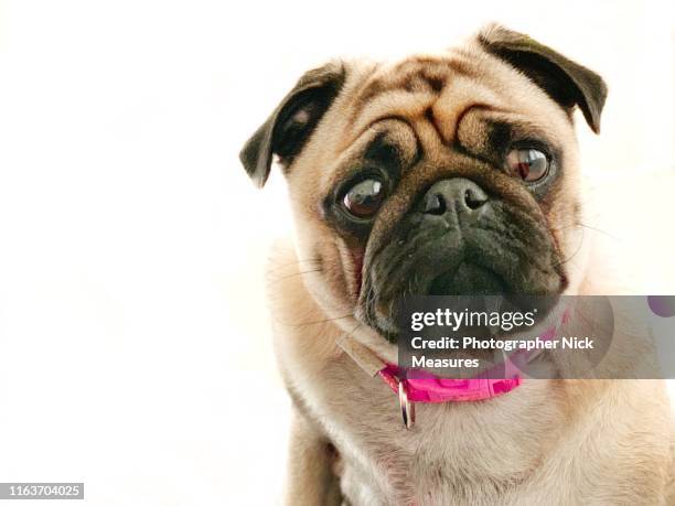 portrait of pug on white background - puppy eyes stock pictures, royalty-free photos & images