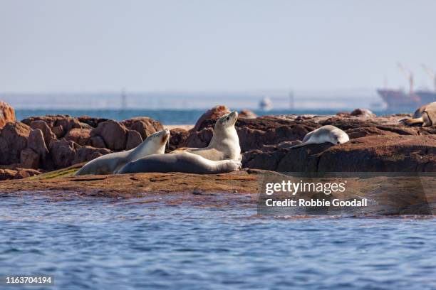 Sea Lion Images 520 Sea Lion South Australia Stock Photos, High-Res Pictures, and ...