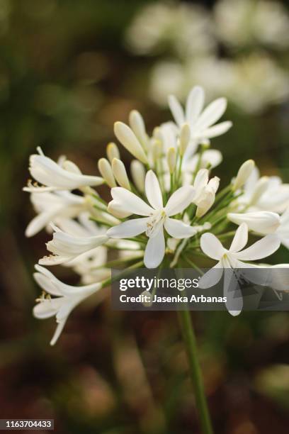 white agapanthus(african lily) - african lily fotografías e imágenes de stock