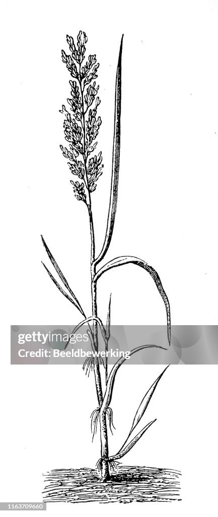Agriculture plant Anthoxanthum odoratum Grass Family