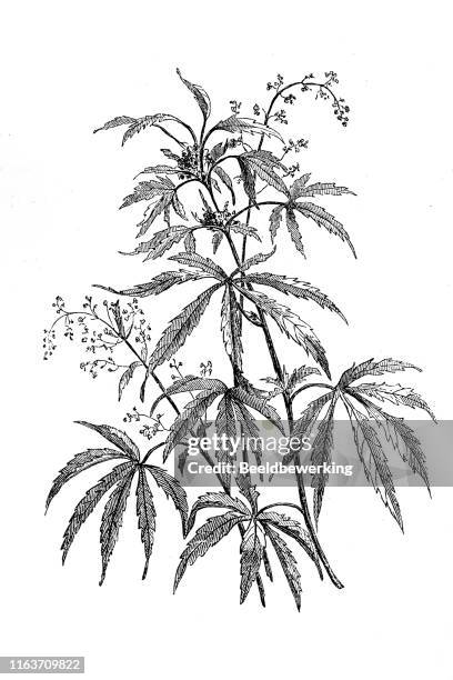 hanf landwirtschaft pflanze männlich und weiblich - hemp stock-grafiken, -clipart, -cartoons und -symbole