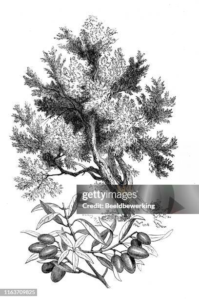 ilustrações de stock, clip art, desenhos animados e ícones de olive tree agriculture plant - olive tree