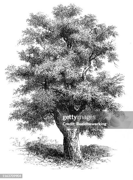 agriculture plant chestnut - chestnut tree stock illustrations