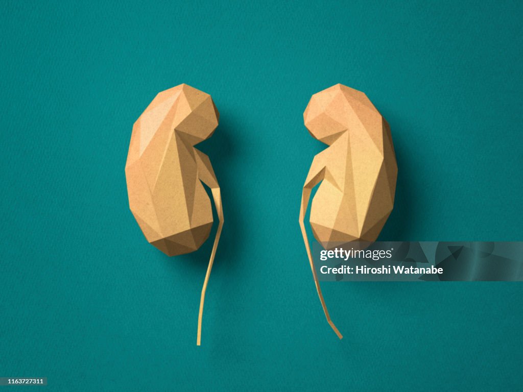 Paper craft Kidney