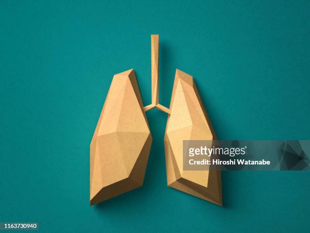 paper craft lung - human lung stock pictures, royalty-free photos & images
