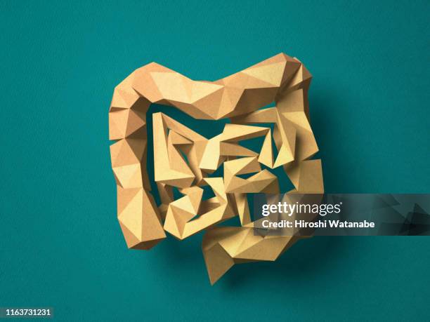 paper craft colon - intestine stock pictures, royalty-free photos & images